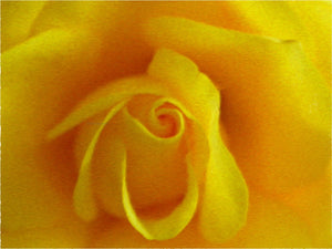  Our Original Collection Yellow Friendship Rose - Art Print