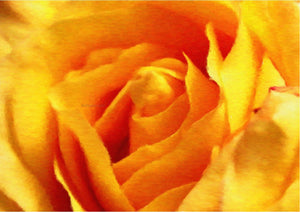  Our Original Collection Yellow Rose in Bloom - Art Print