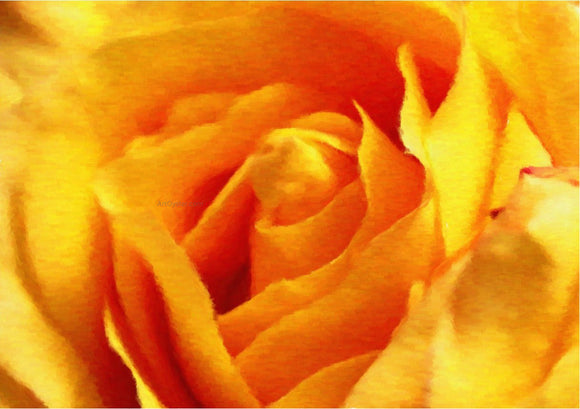 Our Original Collection Yellow Rose in Bloom - Art Print